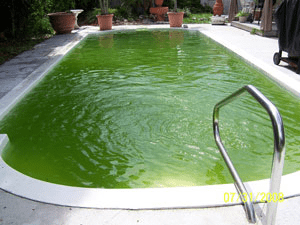 Algae in pool water