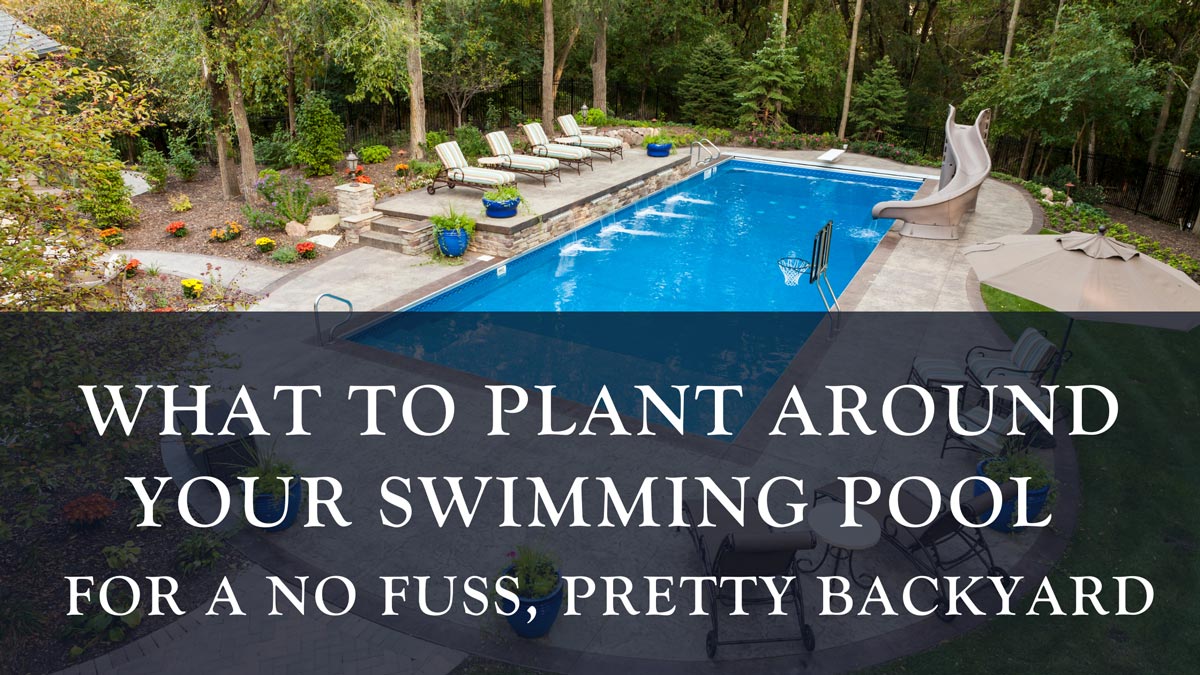 What to plant around your swimming pool for a no fuss, pretty backyard R&R Pools