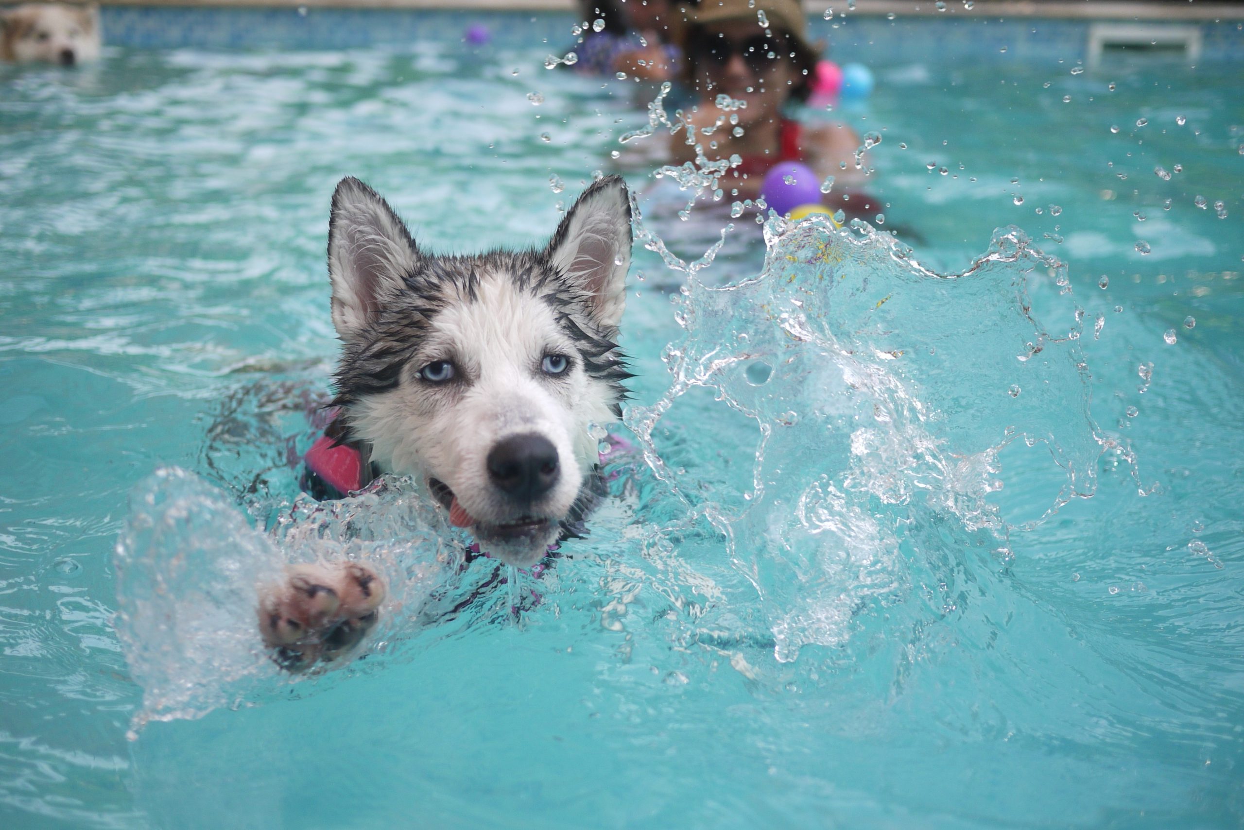 dogswimminginpool R&R Pools